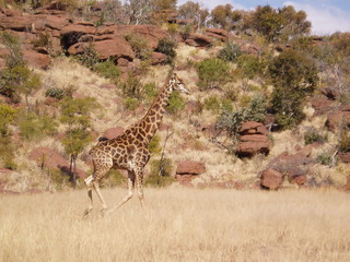girafe