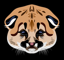 Portrait of a young lynx