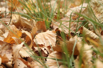 otoño