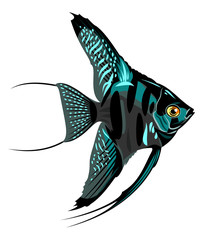 Image of decorative fish Skalaria