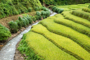 Fototapeta na wymiar Rice field terraced and river in Mu cang chai