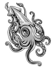 Naklejka premium Picture of squid