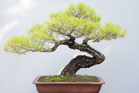 Twisted bonsai pine tree in a pot against a grey wall in BaiHuaTan public park, Chengdu, China
