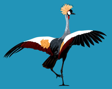 Picture of the Crowned Crane