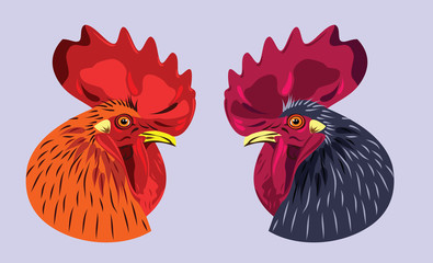 image of a beautiful rooster