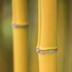 closeup of stem and knots on yellow bamboo plant