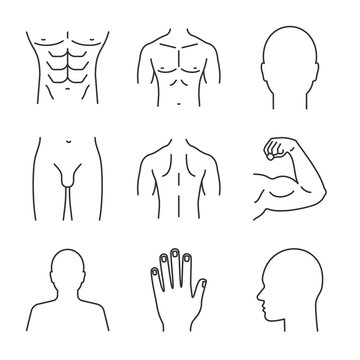 Male body parts linear icons set
