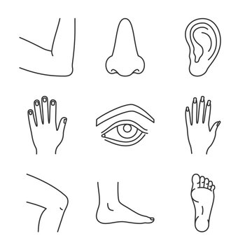 Human body parts linear icons set