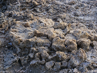Remains of a Red Sea Brain Coral skeleton on Marsa Alam beach.