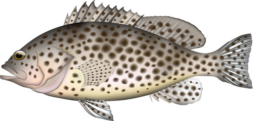 オオモンハタ　(ベクター) © 幸宏 川口