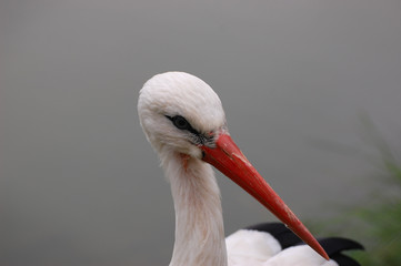 Stork