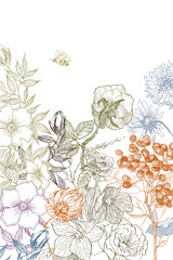 Vintage botanical illustration flower. Flower concept. Botanica concept. Vector design.