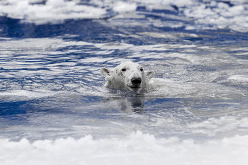 White bear in the sea (Ursus maritimus), swimming in the ice. king of the arctic