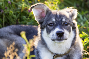 a white gray dog is basking in the sun