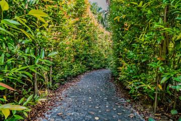 Concrete Pathway in garden