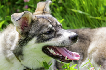 a white gray dog is basking in the sun