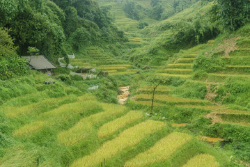 scenery with rice fields in terraces under the rain and the fog in the Sapa vale in Vietnam.