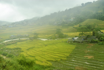 scenery with rice fields in terraces under the rain and the fog in the Sapa vale in Vietnam.