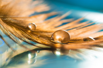 A golden drop on the feather. Golden feather of a bird on a blue background. Abstract background.
