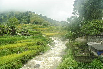 scenery with rice fields in terraces under the rain and the fog in the Sapa vale in Vietnam.