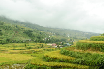 Fototapeta na wymiar scenery with rice fields in terraces under the rain and the fog in the Sapa vale in Vietnam.