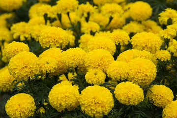 Marigold flowers in the garden