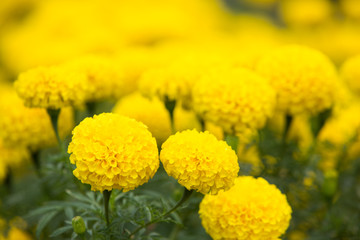 Marigold flowers in the garden