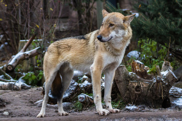 Wolf — the most mysterious animal of the living.