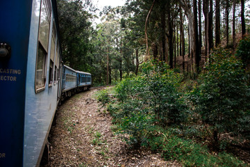 Train in the forest 
