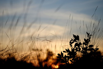 silhouette of leaf at the sunrise