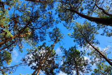 une forêt majestueuse
