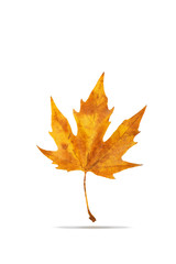 Yellow maple leaf on a white background