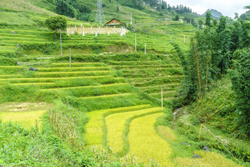 Fototapeta na wymiar sight of the fields of rice cultivated in terraces in the Sapa valey in Vietnam.