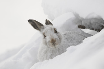 mountain hare, Lepus timidus, close up portrait during winter with snow on a slope in the cairngorm national park - 182063759