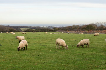 Sheep grazing 