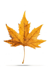 Yellow maple leaf on a white background