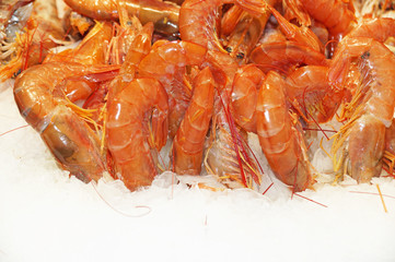 Fresh prawns lie on the cold ice. Sale of shrimp. Fresh seafood is isolated on ice. Red prawns isolated on white ice.