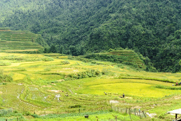Fototapeta na wymiar sight of the fields of rice cultivated in terraces in the Sapa valey in Vietnam.