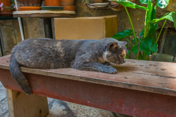 Aerial view of the medieval city of Dubrovnik, Dalmatia, Croatia, Adriatic Sea, Europe