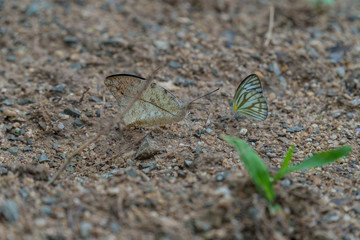 butterfly on the ground