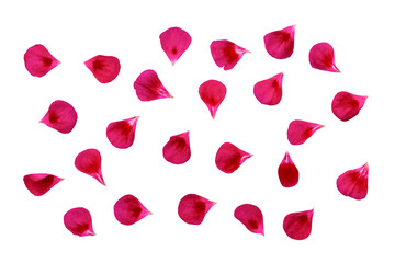 Pink petals set isolated on white background