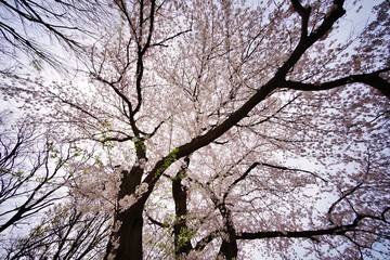 さくらの花