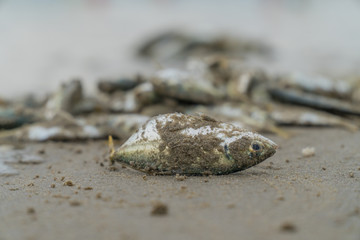 dead fish on the beach by pollution