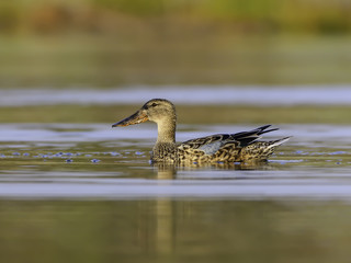 Female Northern Shoveler Swimming in Early Morning Light