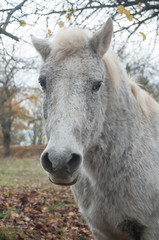 portrait de cheval gris dans une prairie