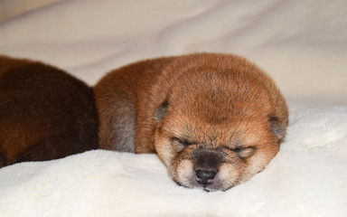 生後12日目の柴犬の赤ちゃん