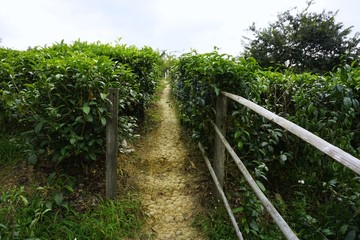 Fototapeta na wymiar a walkaway at tea plantation, Sabah, Malaysia
