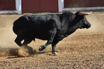 Fotobehang Stierenvechten bull  © alberto