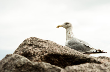 Möwe im Hafenstadt