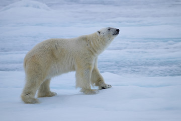 Fototapeta na wymiar Polar Bear on Ice Flows north of Svalbard, Norway